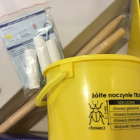 Żółte naczynie TRAP do rzepaku